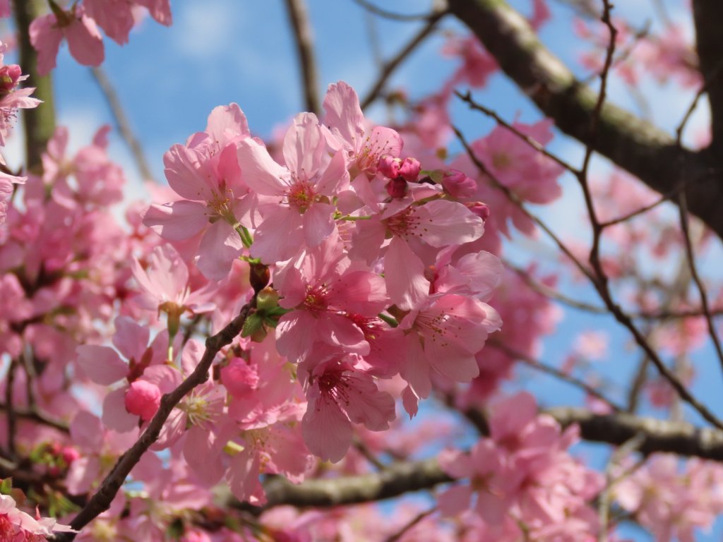 陽明山2停［杜鵑茶花園］櫻花盛開_2437284