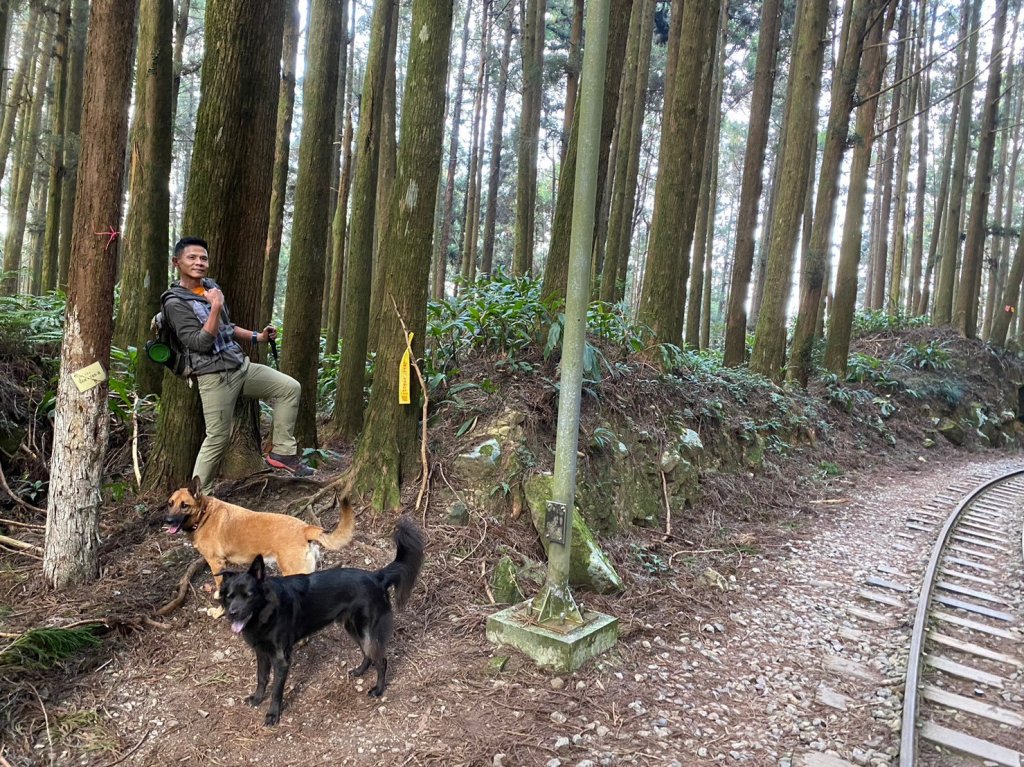 二萬坪山.屏遮那山.夫妻神木【最佳品質的森林浴】_2370234