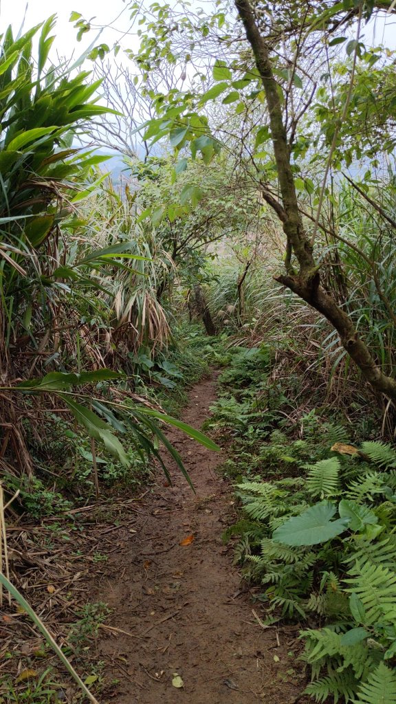 20230124_年初二_新店文筆山_土城清水大尖山_新加坡嶺_青龍嶺_2011165