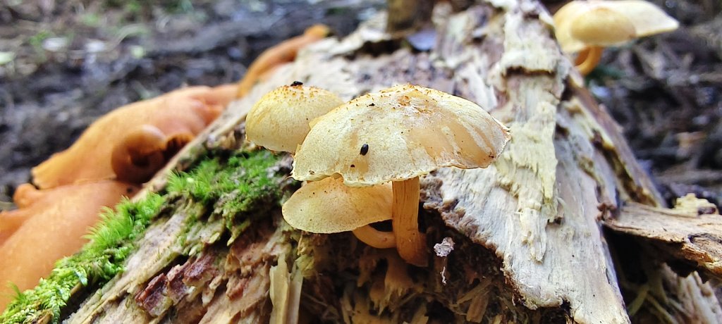 2025/06/15_盡尾山步道_2812729