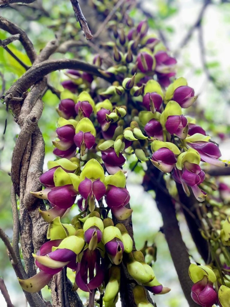 三峽橫溪三⛰️谷關 東卯山東南稜賞血藤_2747931