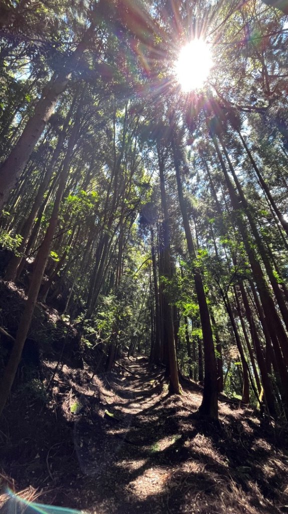 雪見大板根_2877610