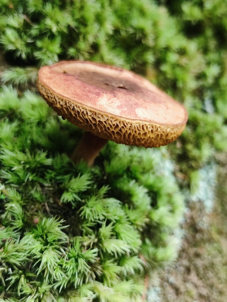 微笑山線之望月亭段封面圖