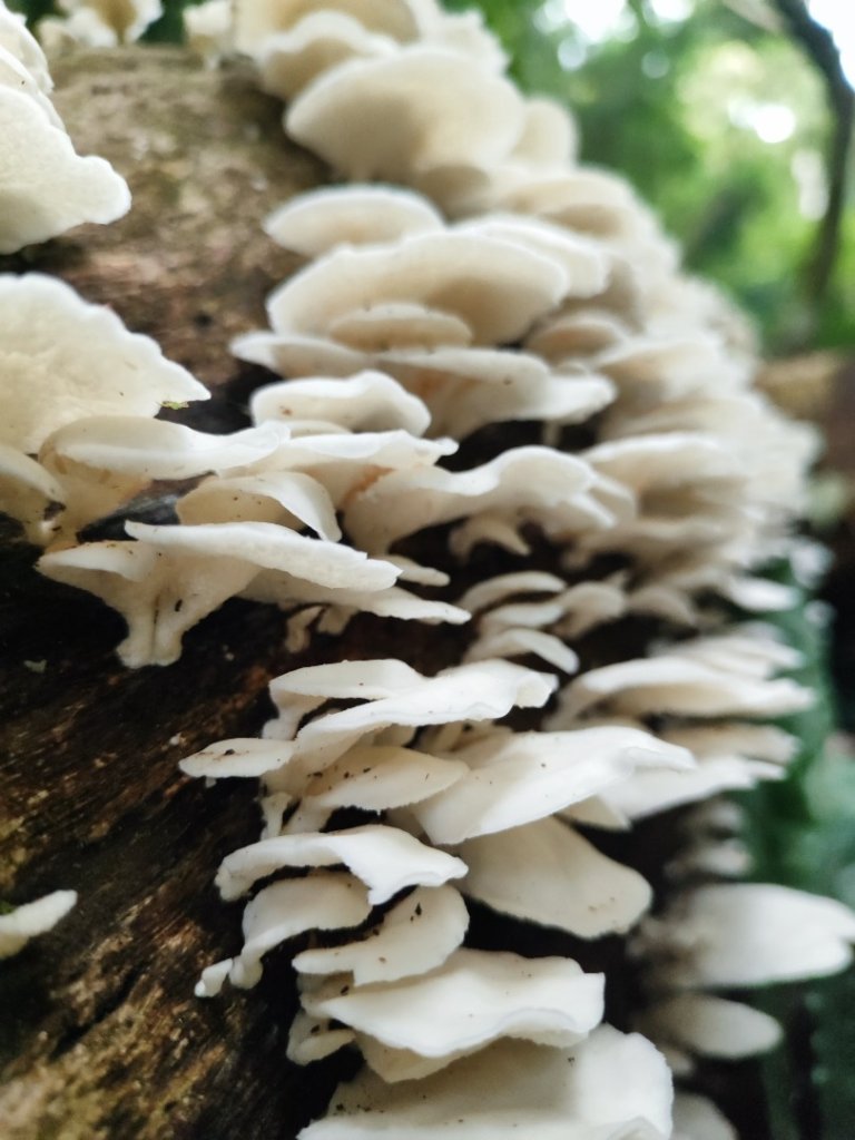 觀音山小鷹尖封面圖