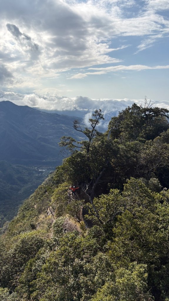 山毛櫸的「最後一舞」_2955389