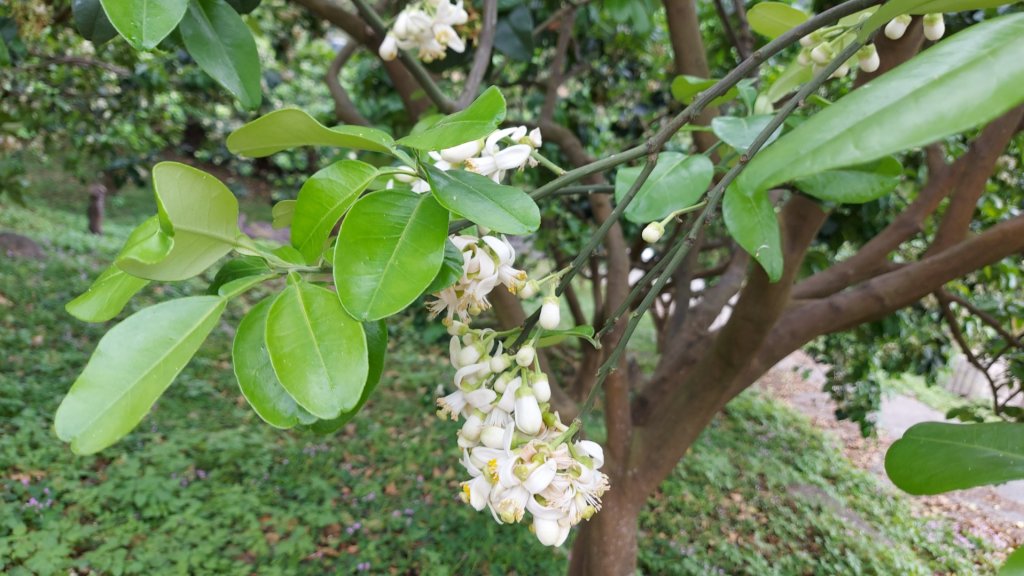 小百岳NO.5觀音山 牛港稜步道  硬漢嶺   楓櫃斗湖登山步道_2090087