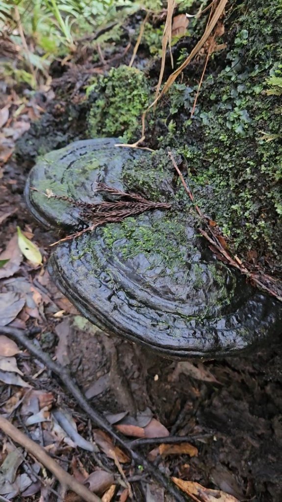 【北插天山】福山上北插天山(整理山徑架繩索布條完工)_2689873