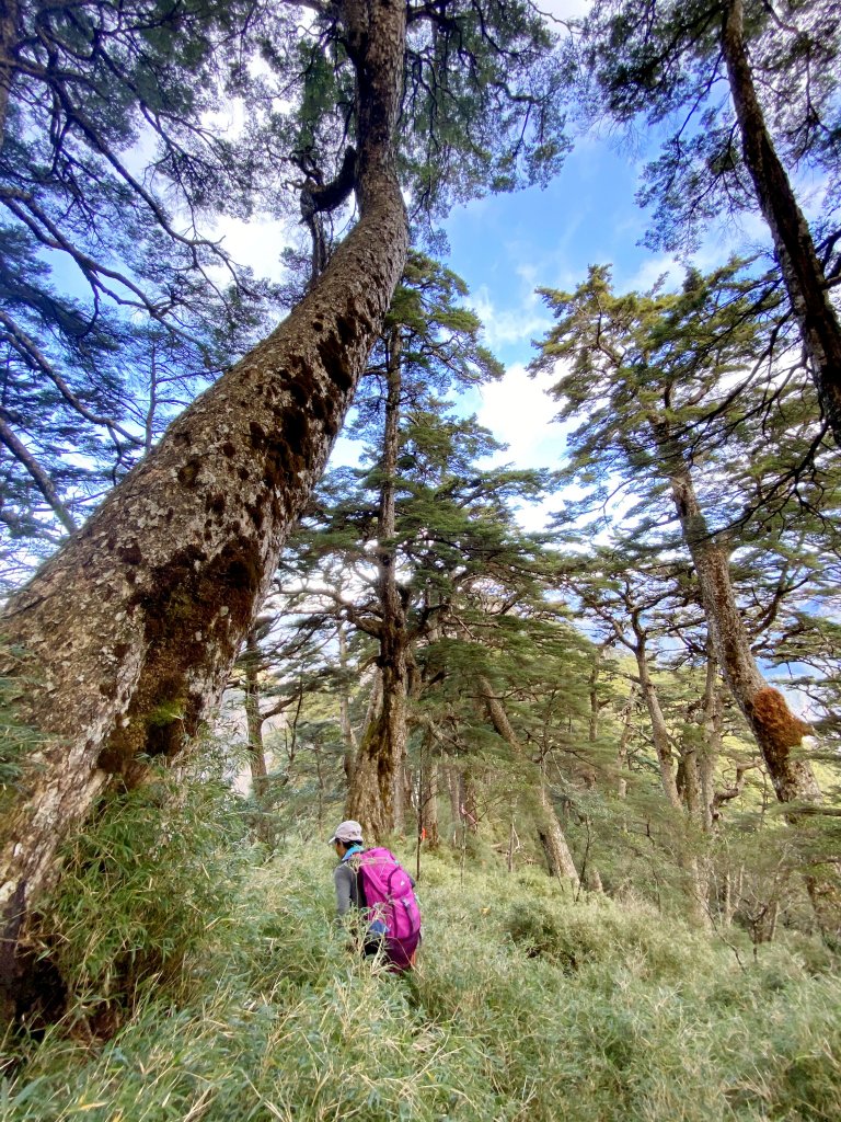 南橫小關山林道登斯拉巴庫山 202116_1233208