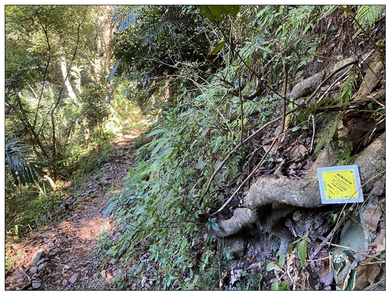 北松鶴山、德芙蘭步道 (台中 和平)_2922134