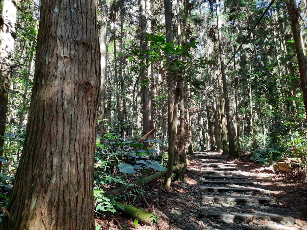 《嘉義》靜謐森林｜迷糊步道+福山古道20210123_1245411