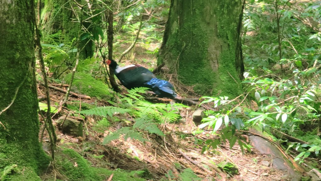 1120820 小百岳-稍來山封面圖