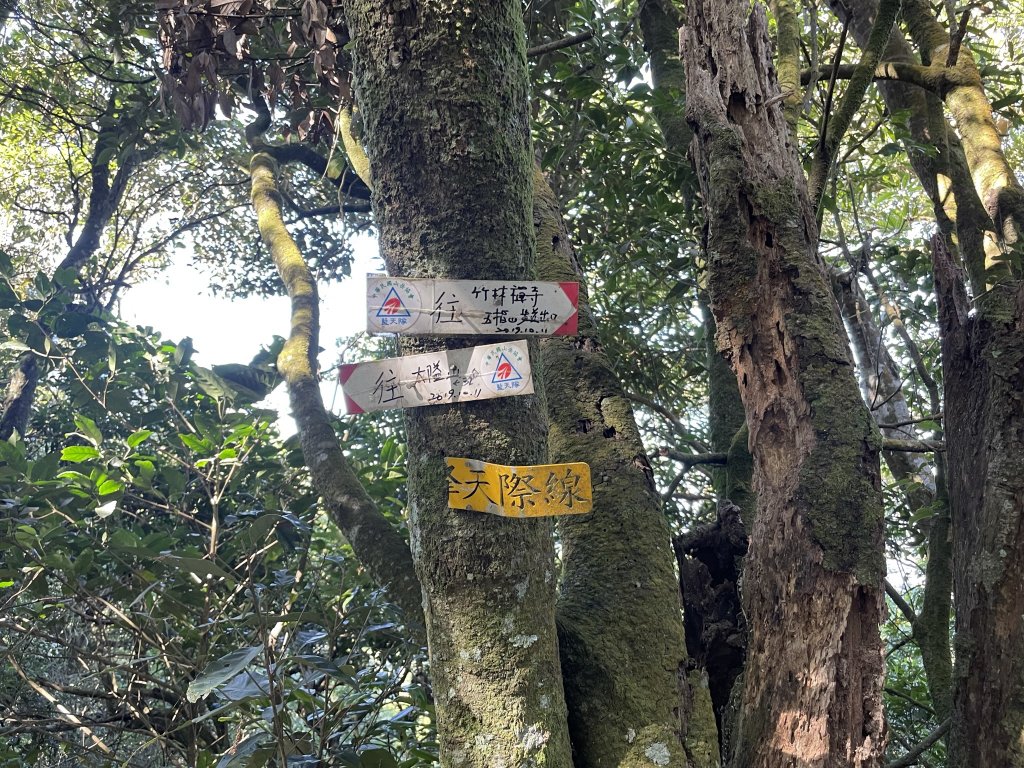 小百岳編號30-五指山112.11.04(原路折返)_2336917