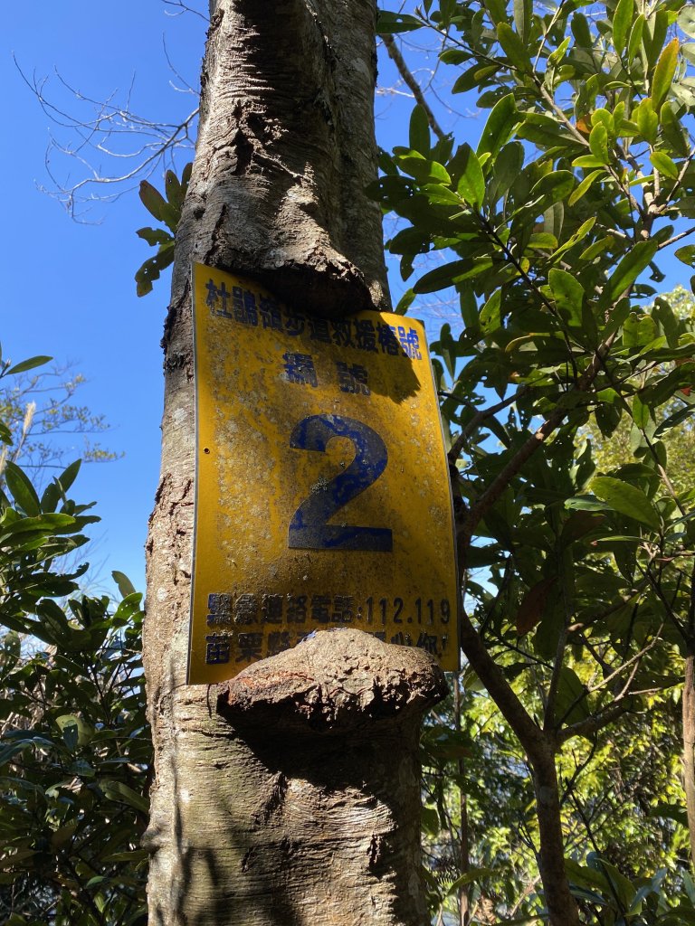 苗栗-加里山 杜鵑嶺_869127