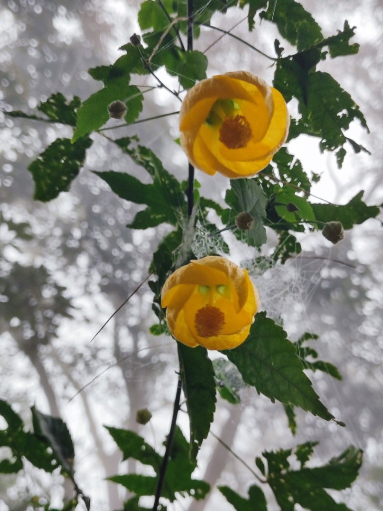 九讚頭車站-大崎棟.茶亭.逃學.騎龍古道20幾K繞大O_2972516