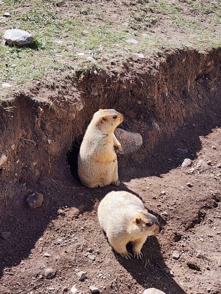 西藏♥️可愛動物🐎人物寫真/拉薩旅拍/美食_2911682