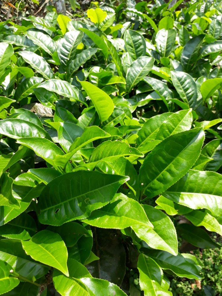 南投魚池澀水生態步道20190409_563525