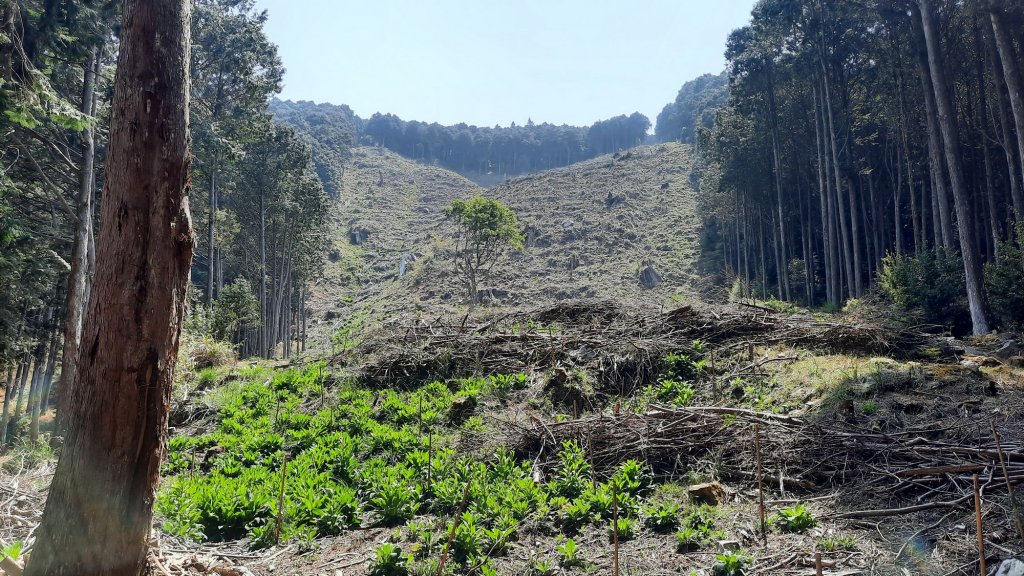 《台中》訪一葉蘭｜大雪山210林道（船型山林道）上烏石坑山20230412_2111392
