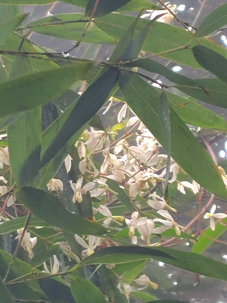 馬那邦山_2974972