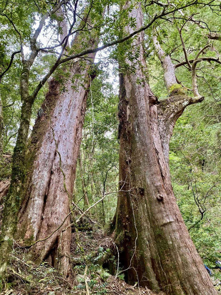 巨木饗宴～三刷雪白山    2021/4/24-25_1363534