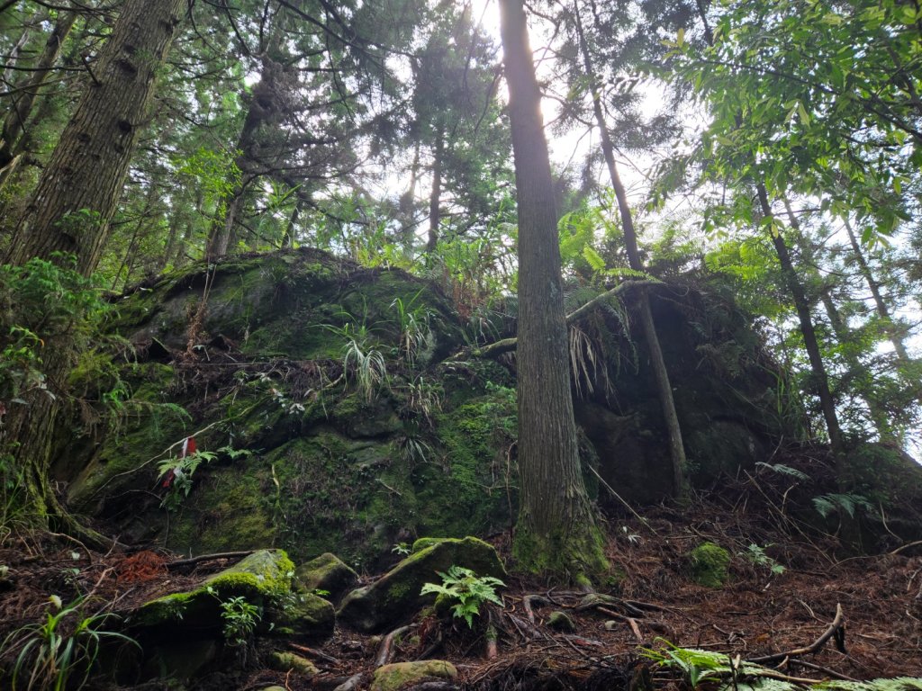 二萬坪山、二萬坪森林步道_3055585
