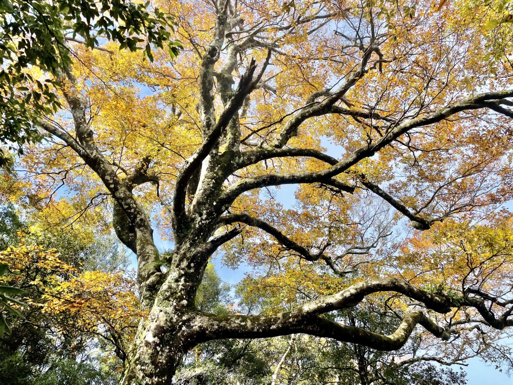 內鳥嘴山- 媲美百岳雲海, 山毛櫸盛宴_1515707