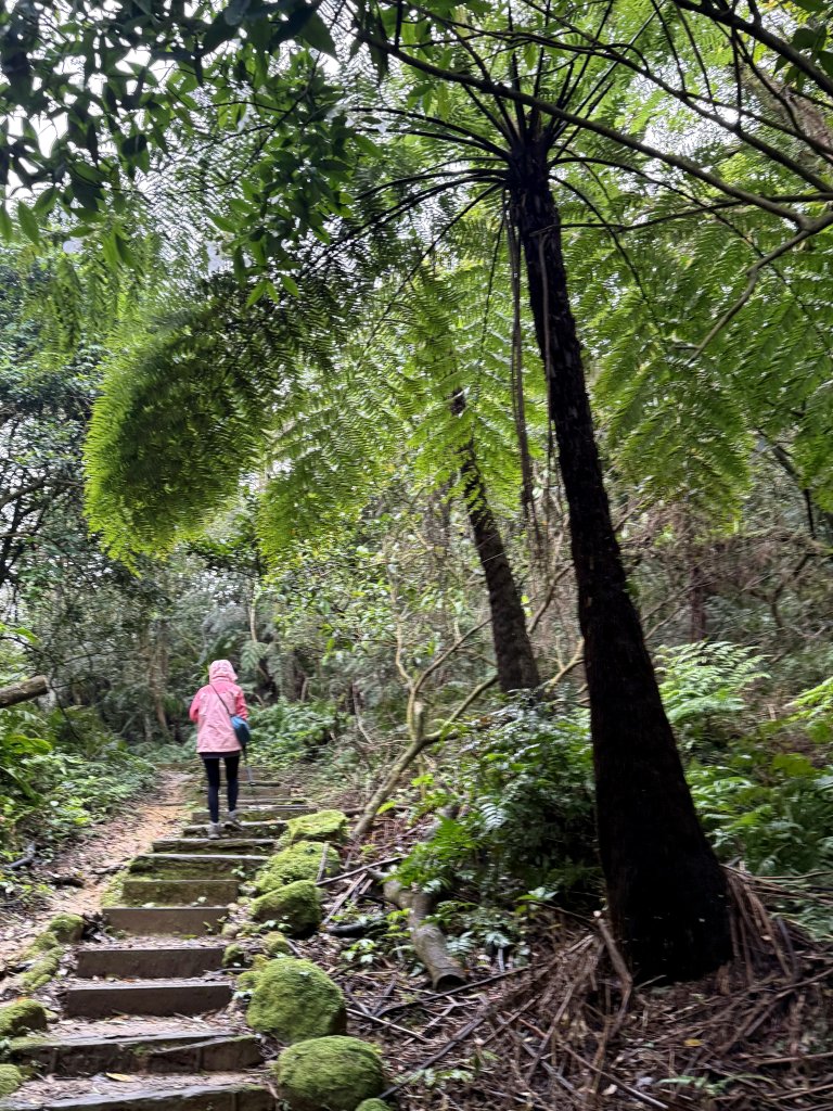 土庫岳-20250317_2770516