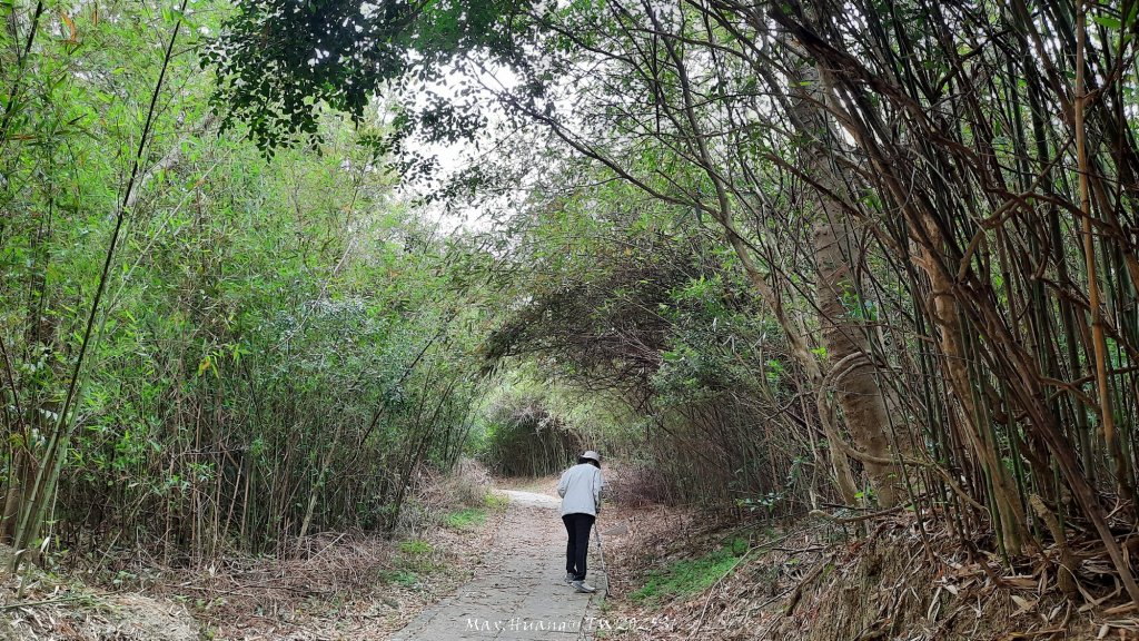 《苗栗》楓香林道｜頭份老崎古道（後花園步道）20250329_2748930