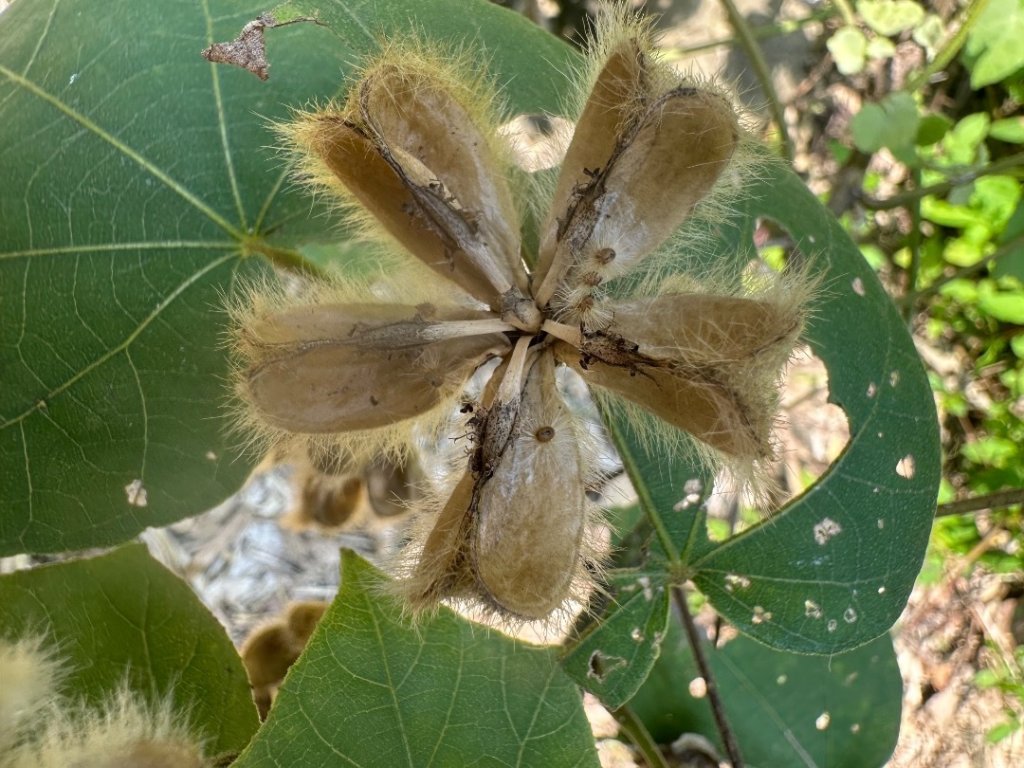 高雄美濃月光山_2734908