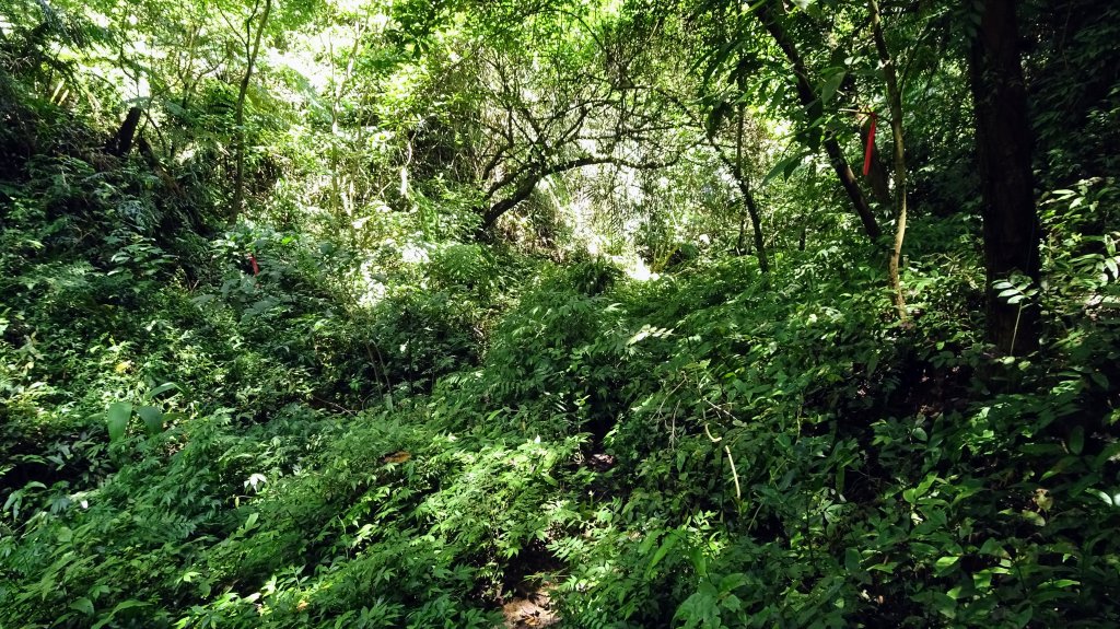 七上八下(七堵上八堵下)_2248788