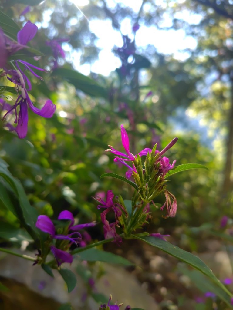 守關山南峰 守關山 守城大山_2919083