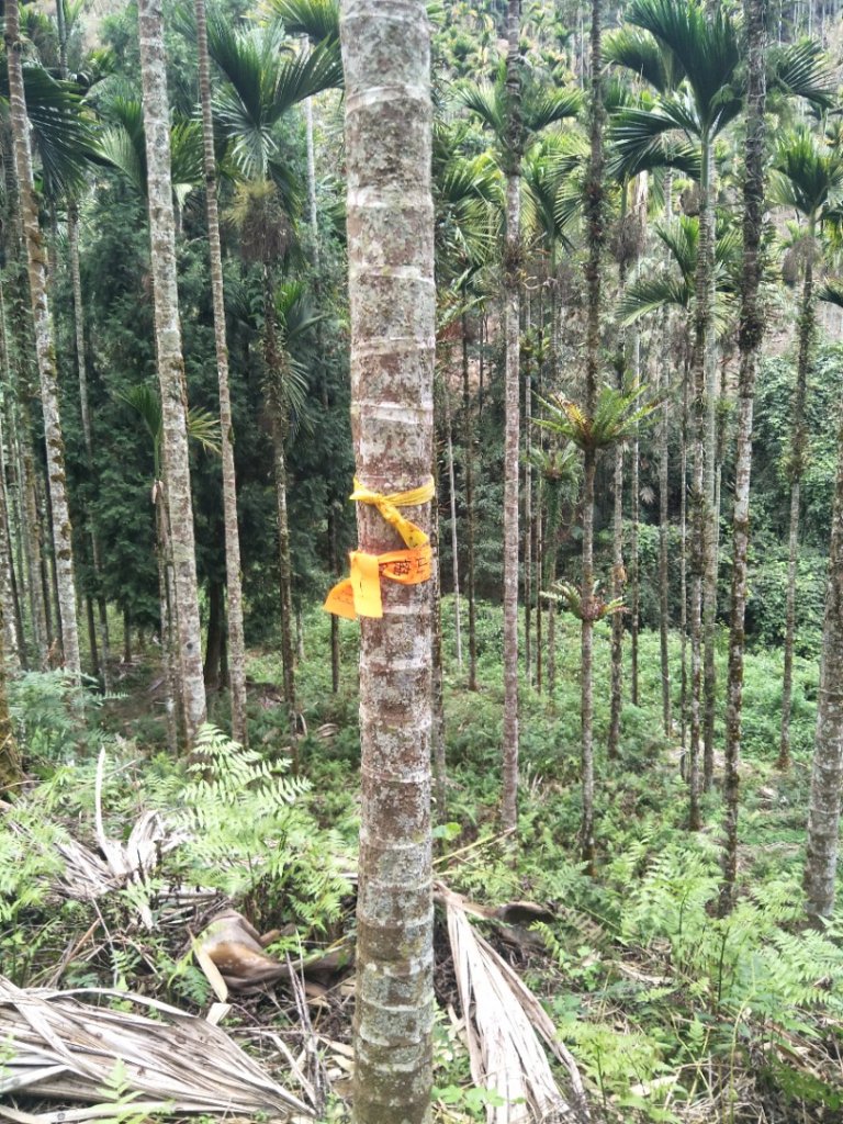 後尖山步道_1995165