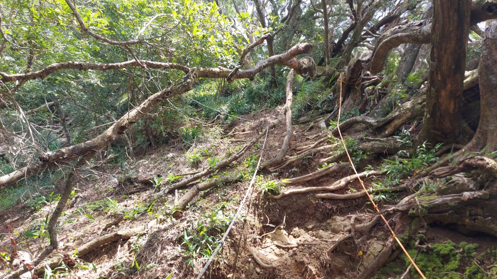 大克山砲台古道南稜線初訪_1767230