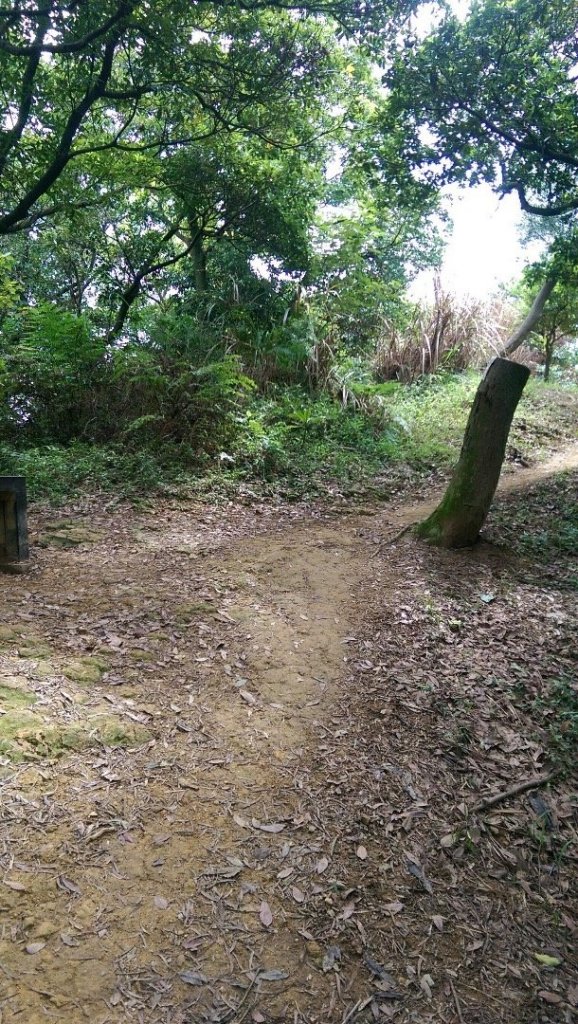 鶯歌登山步道_426345