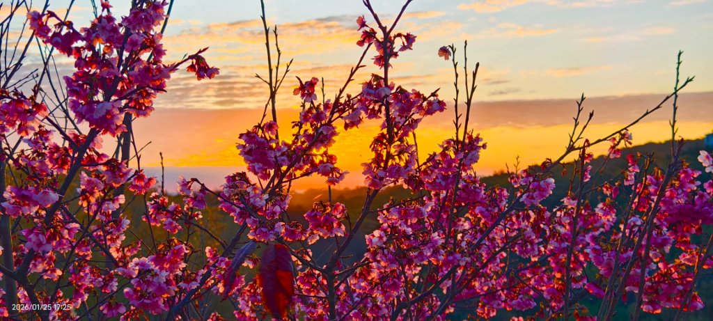 #平菁街 #鵝尾山梯田 #廣佑聖王廟 #寒櫻巷 #夕陽 1/24&25_2987731