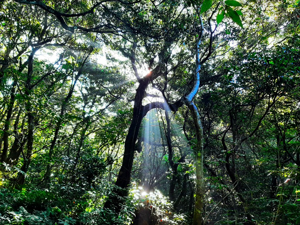 臺北大縱走1：森之光影_1785733