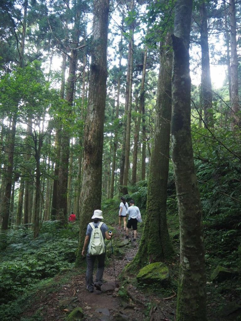 桃園東眼山森林浴20180728_373276