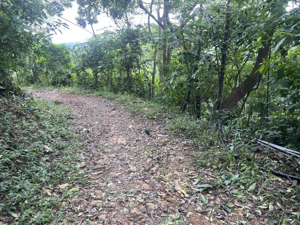 [屏步青雲 尋寶任務-06/10] 2024_1005 笠頂山步道_2616763