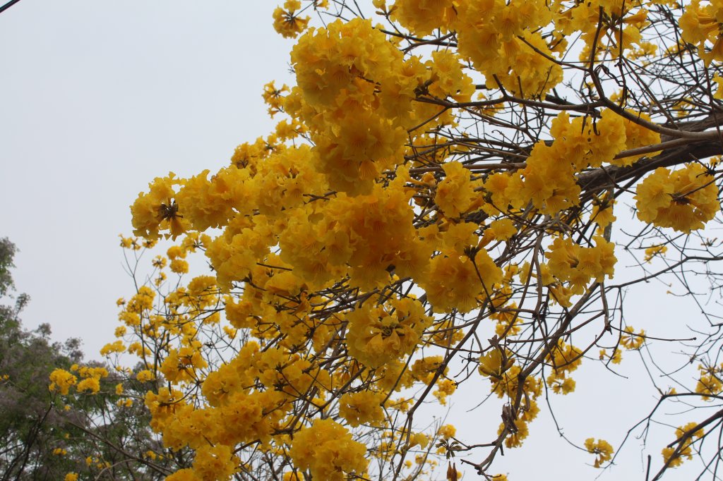 20230311南投大柯山-西勢頭山_2070949