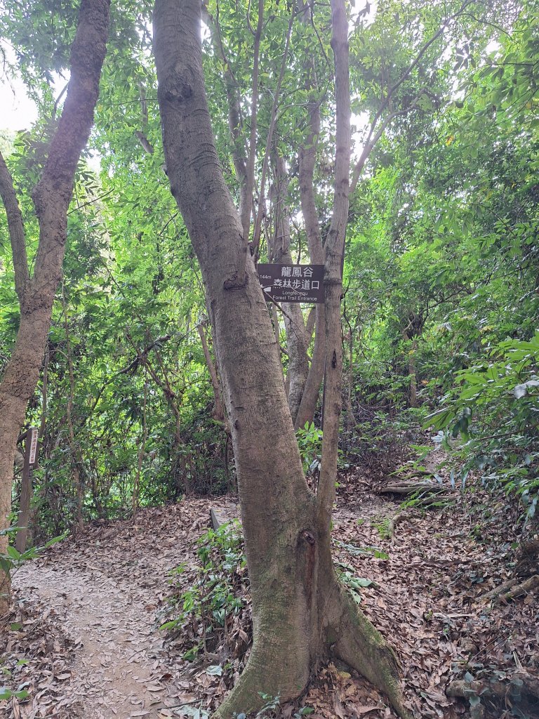 桃源里森林步道+龍鳳谷步道+坑子內山20250906_2880239