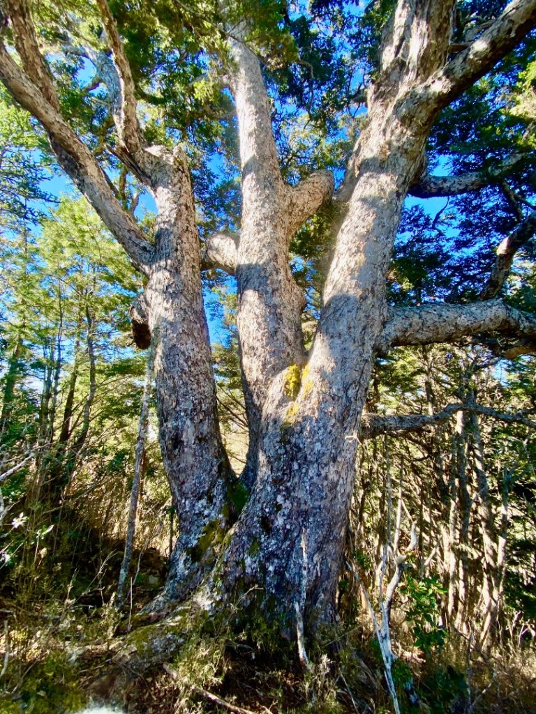 啟動高山度假模式~金牌三小隊之馬博橫斷8日_2965108