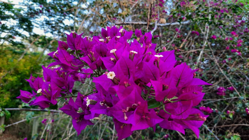 《台中》森林公園｜台中都會公園大O繞20230409_2102720