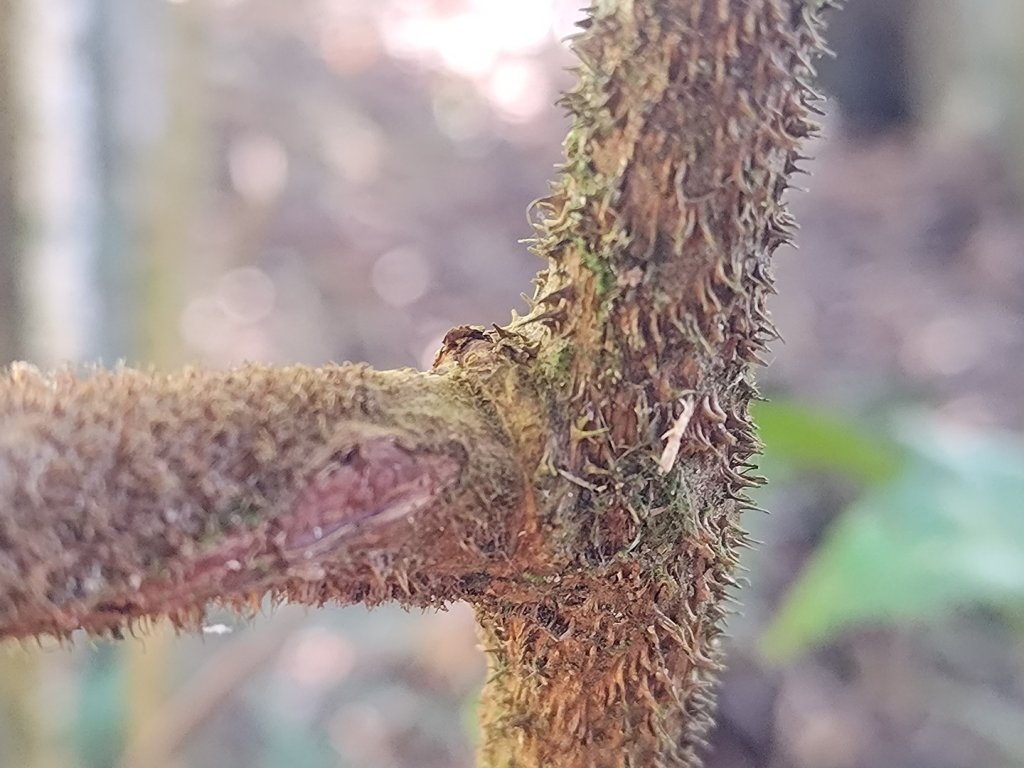 幾阿佐名山_2664495