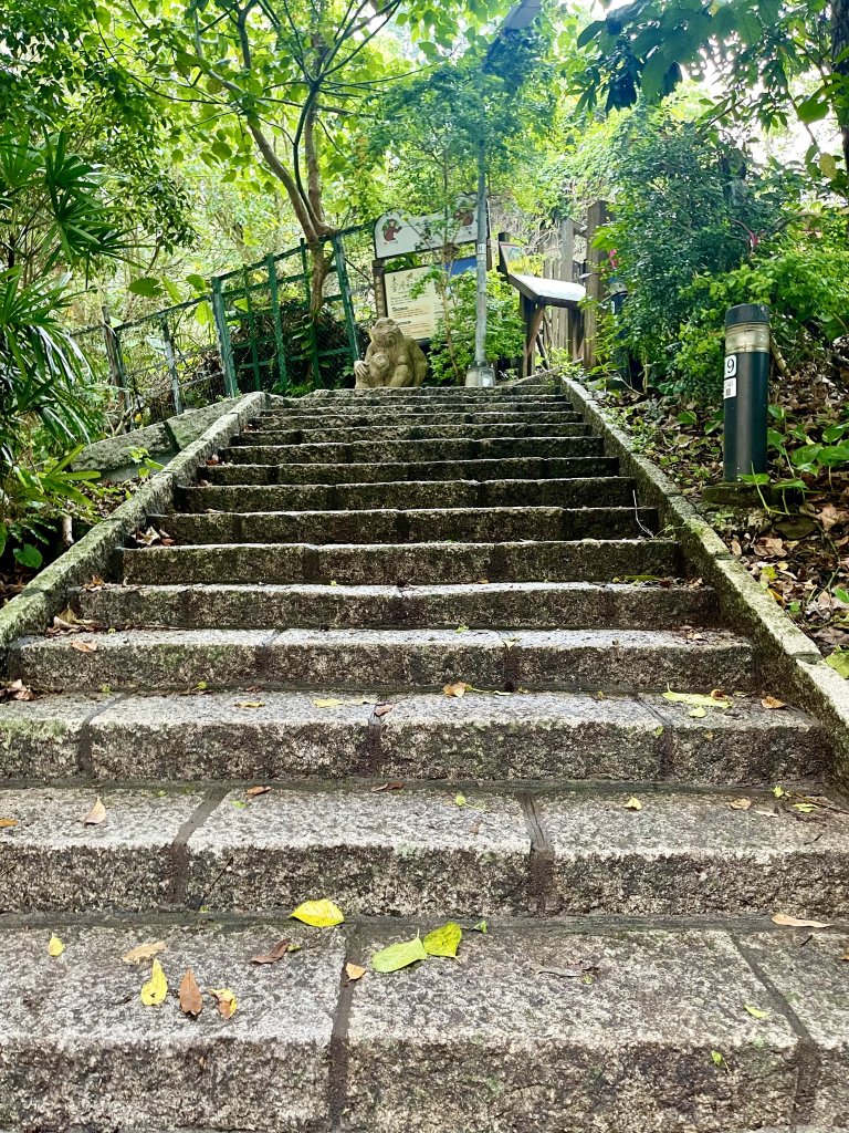 天母古道（水管路）封面圖