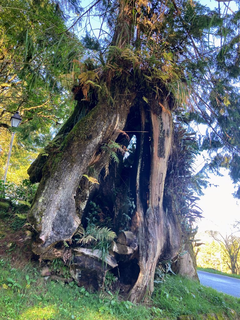 祝山觀日步道(小笠原山)_2649697