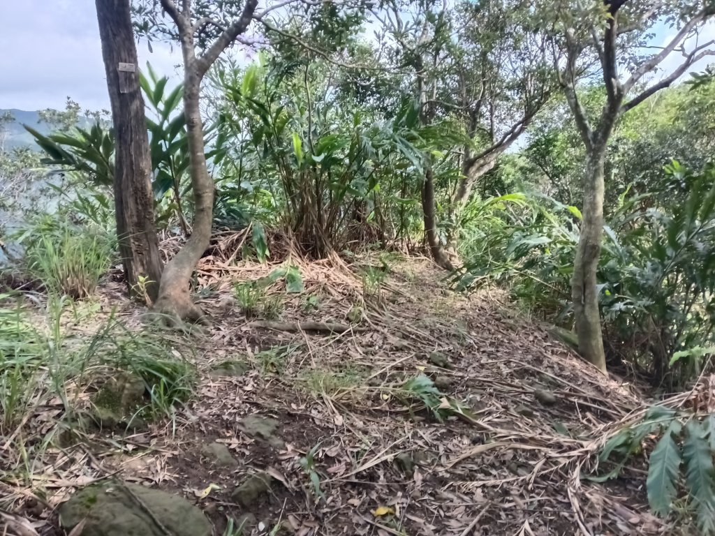 雙溪區聖南寺朝山古道+大竹林山(未果)_2963616