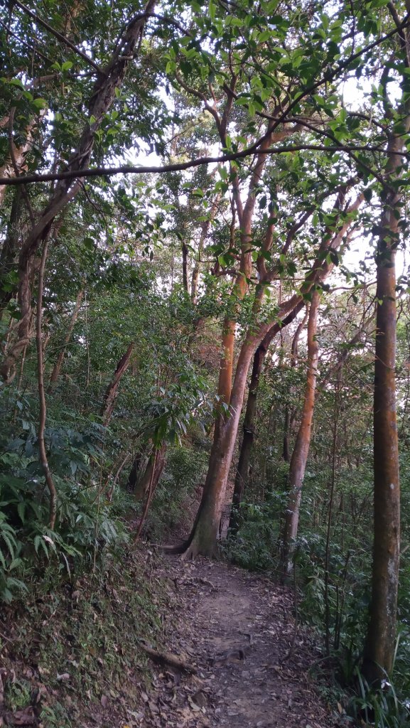 劍潭山/文間山/金面山尋幽_916607