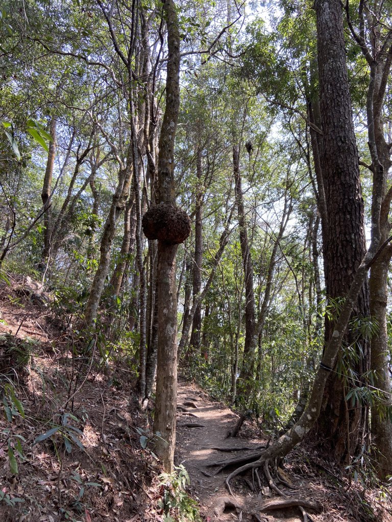 谷關七雄-東卯山原路線來回_2059277