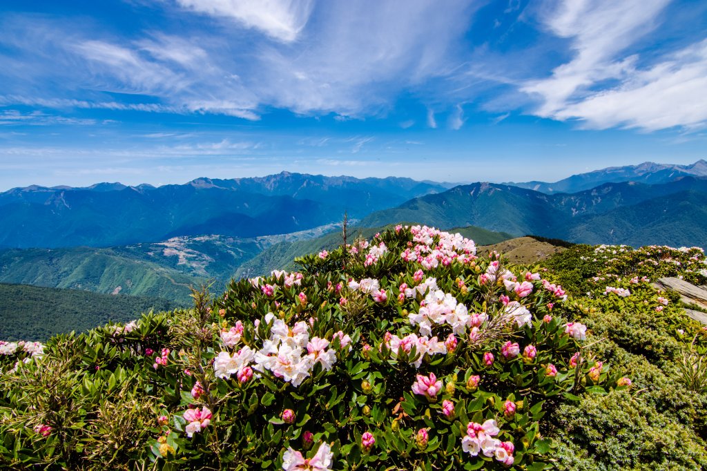 合歡山北峰賞高山杜鵑(2021/04/30)_1370850