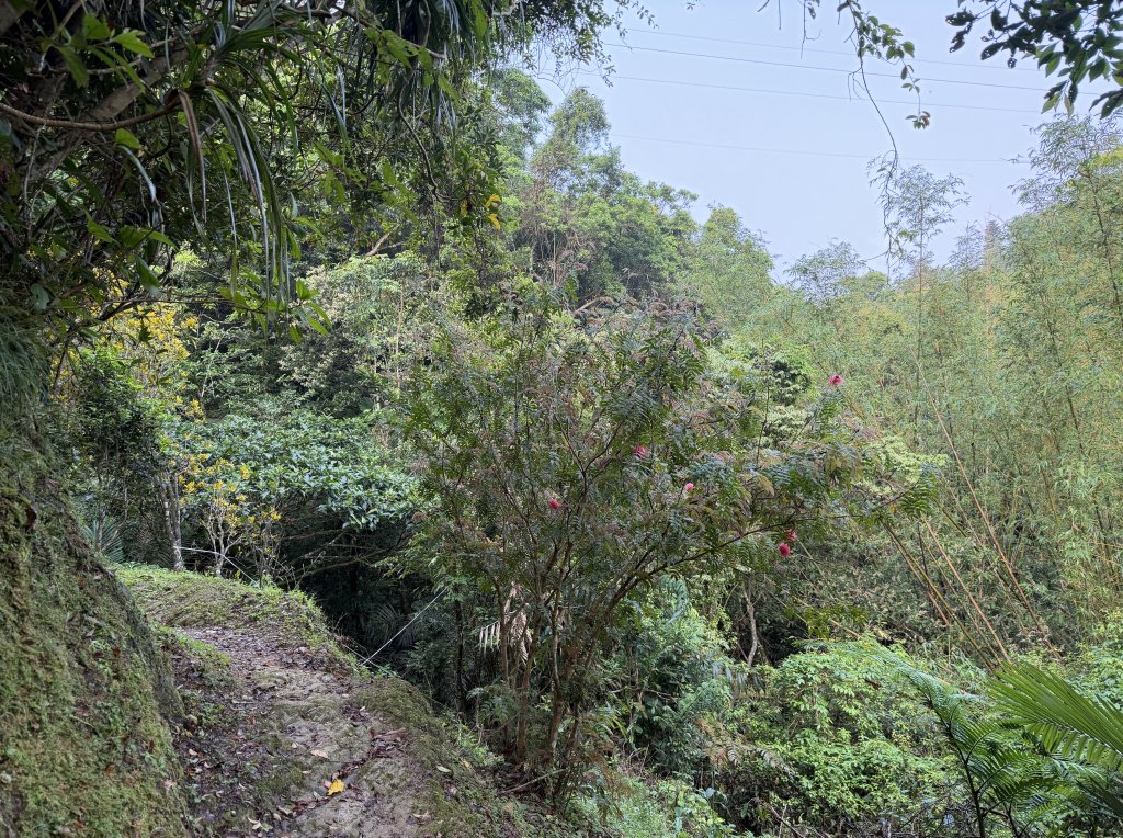[微笑山線_第八段] 2026_0411 二格山系_西帽子岩_3034943