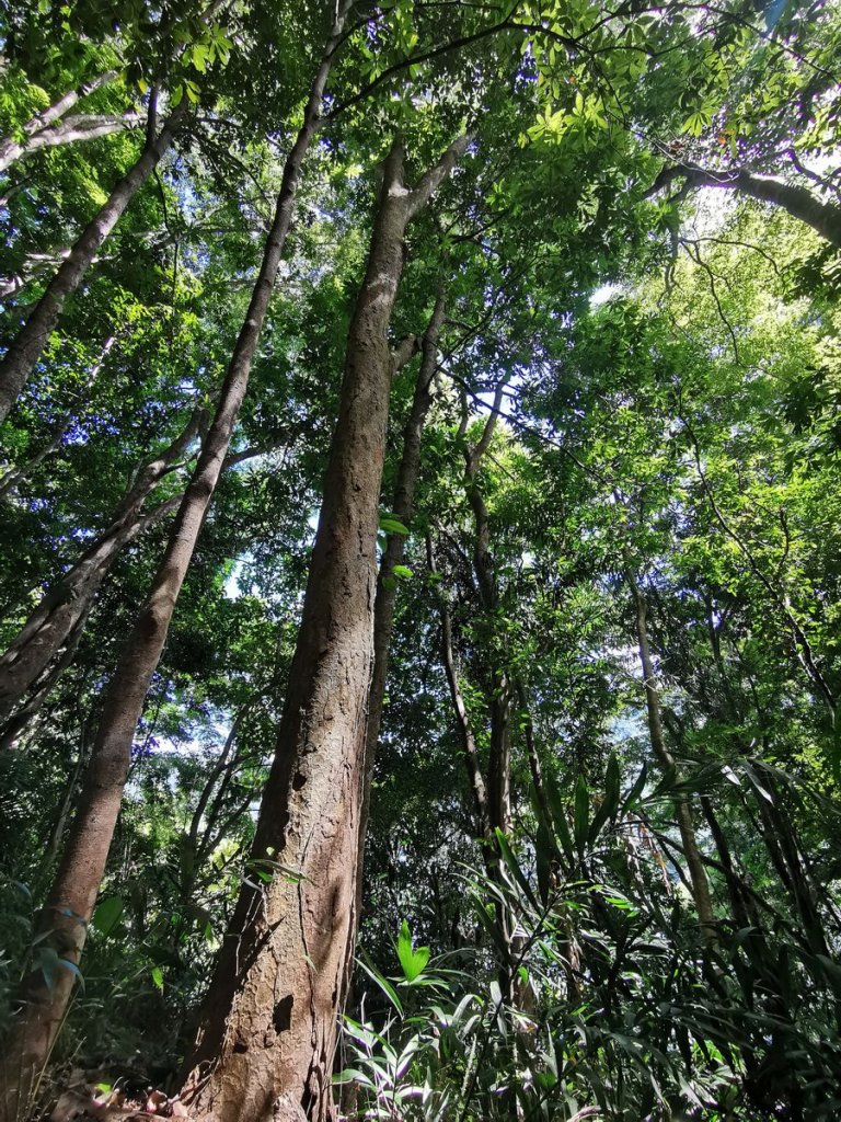 森林之木－鳥嘴山的10種樹木_969872